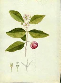 Malpighia Acerola, Barbados Cherry
